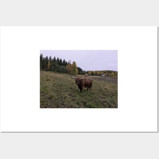 Scottish Highland Cattle Bull 1557 Posters and Art